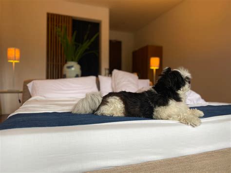 pet friendly hotels metro manila.